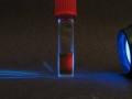 Image fluorescence.jpg