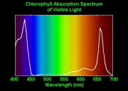 Chlorophyll spectre.jpg